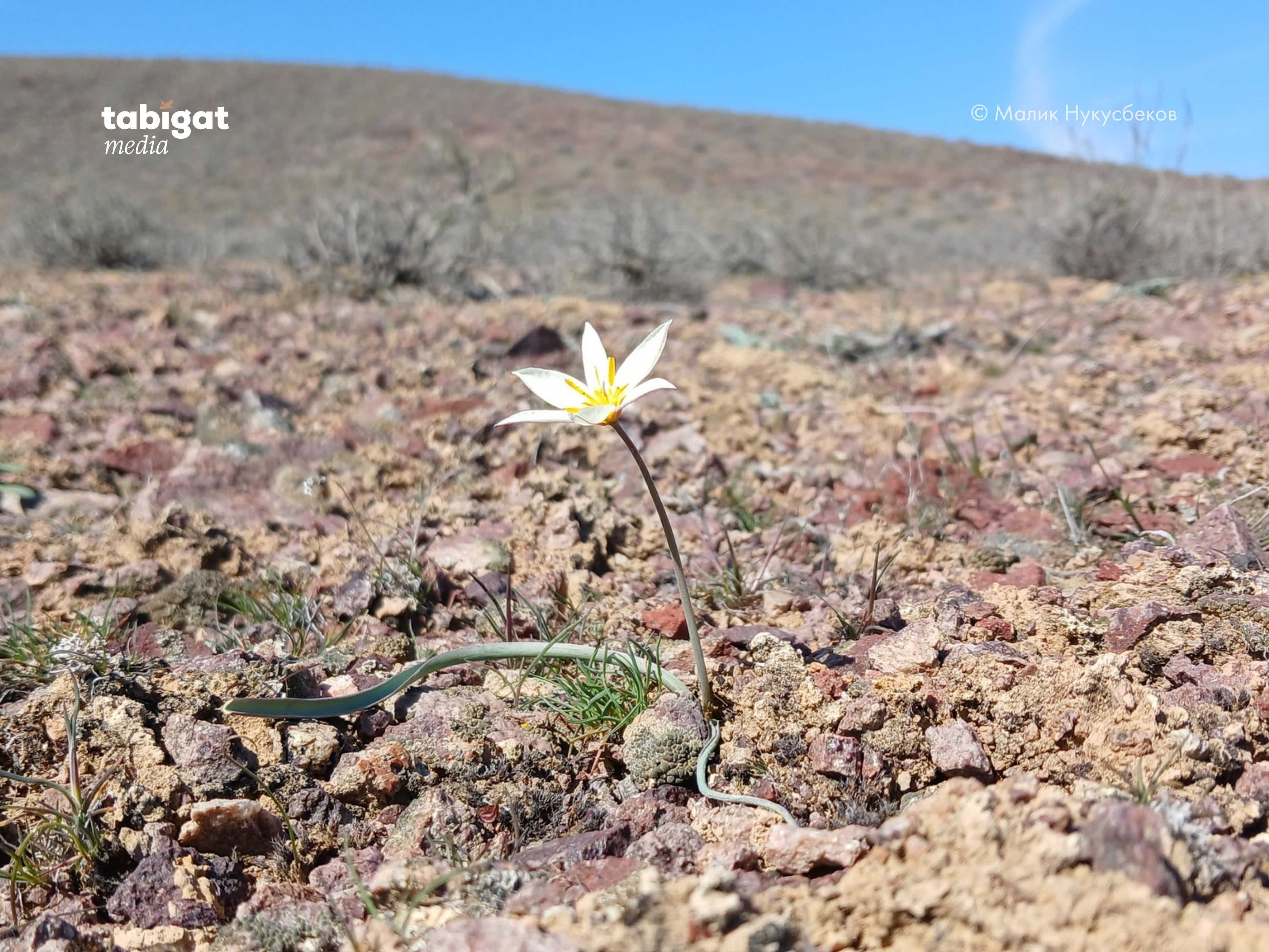 Dom2-де жасырын камера секс видеосы